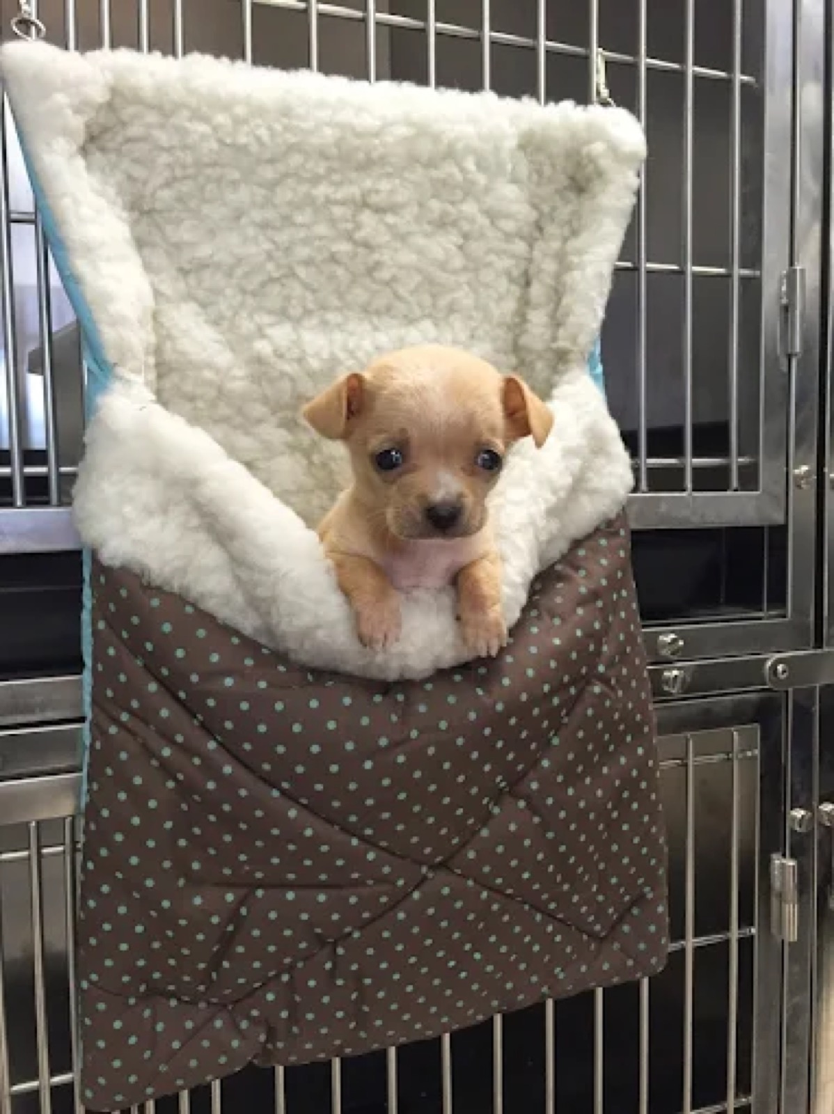 Dog in shop