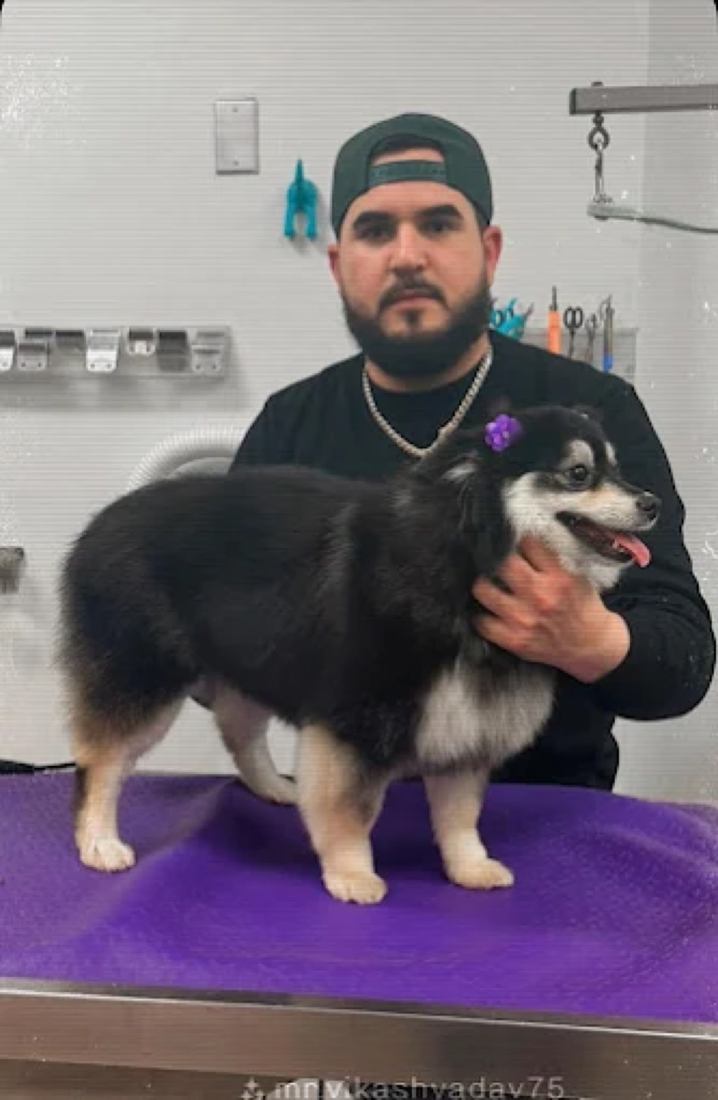 A clean and happy dog