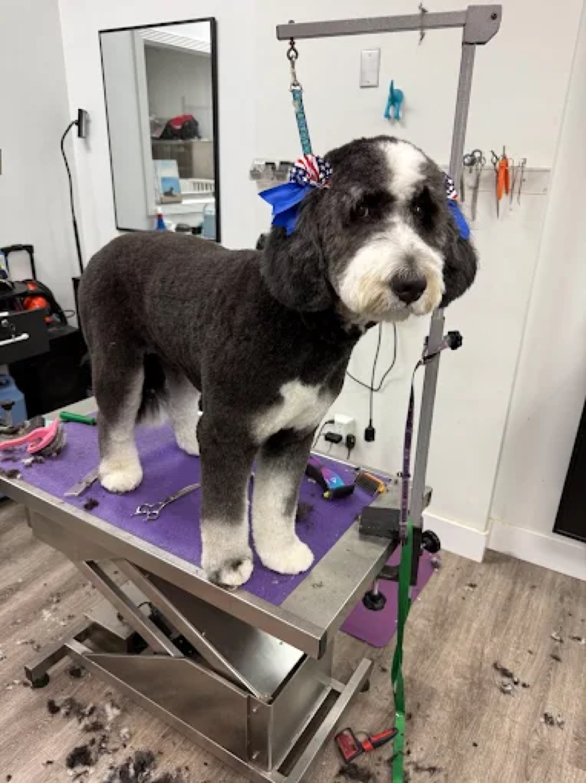A freshly groomed pup
